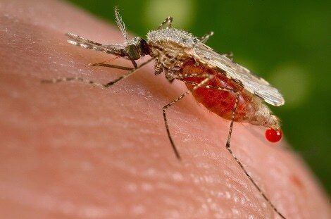 malaria_mug_-_foto_rivm_-_fotograaf_jim_gathany_-_500kb.jpg