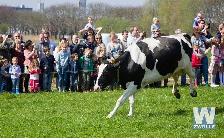 Zondag koeien in Zwolle weer naar buiten - Foto: Arjen van der Zee