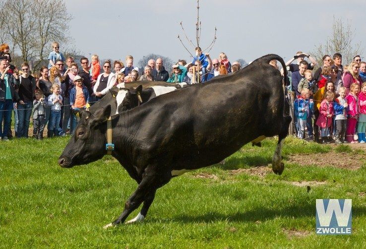Zondag koeien in Zwolle weer naar buiten - Foto: Arjen van der Zee