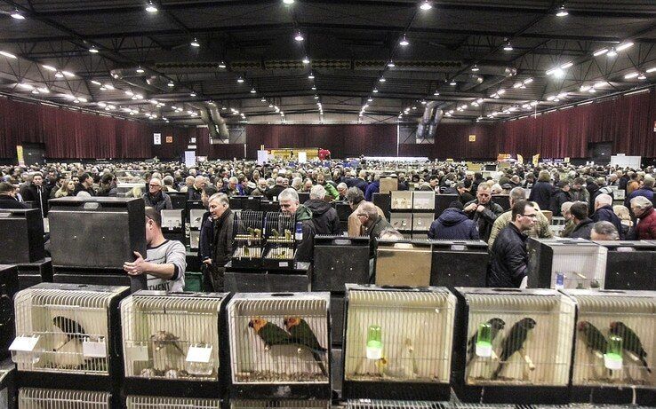 Zwolse Vogelmarkt maakt doorstart met nieuwe organisatie - Foto: Libéma