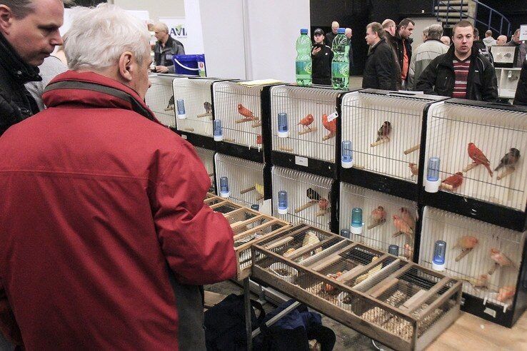 Zwolse vogelmarkt komt er weer aan - Foto: Libéma