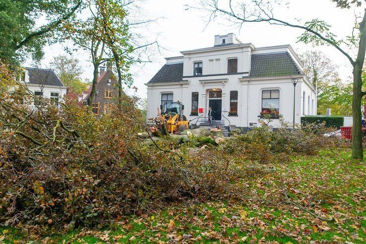 Gemeente Zwolle kapt noodgedwongen 200-jarige boom - Foto: Peter Denekamp