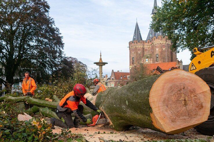 Gemeente Zwolle kapt noodgedwongen 200-jarige boom - Foto: Peter Denekamp