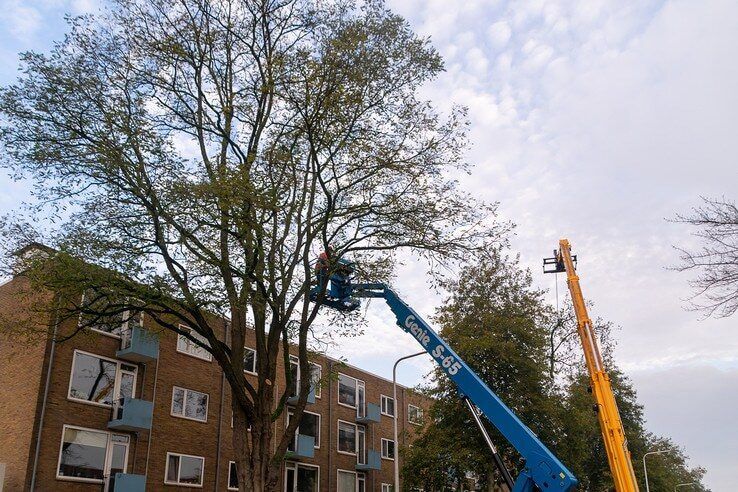 Noodkap van onveilige boom aan Hogenkampsweg - Foto: Peter Denekamp