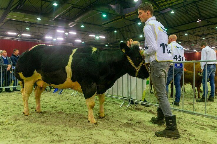 Veel mooie koeien in IJsselhallen tijdens Nationale Vleesvee Manifestatie - Foto: Peter Denekamp