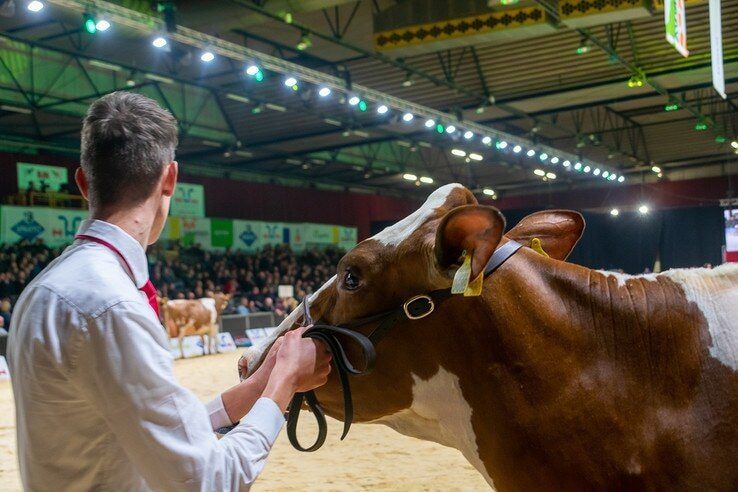 IJsselhallen strijdtoneel voor beste Holstein koe - Foto: Peter Denekamp