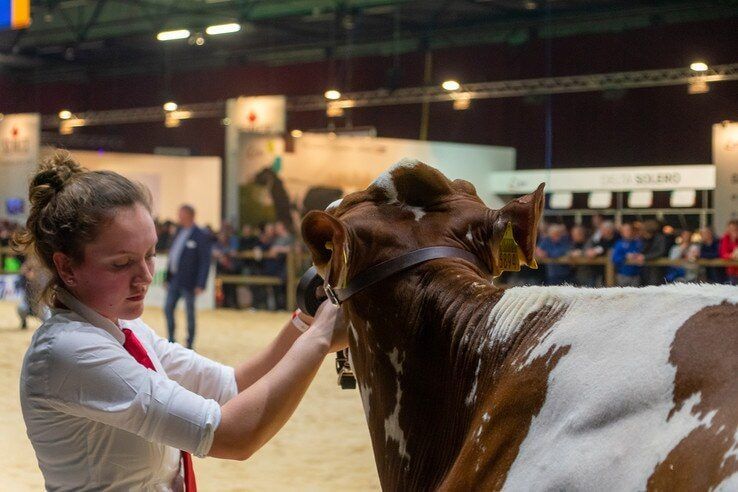 IJsselhallen strijdtoneel voor beste Holstein koe - Foto: Peter Denekamp