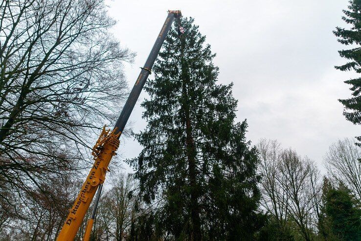 Kerstboom voor Zwolse binnenstad gekapt - Foto: Peter Denekamp