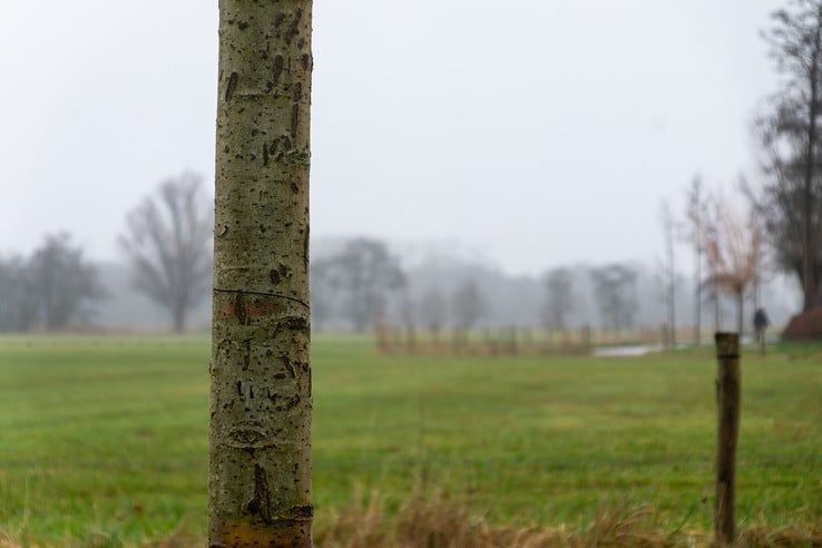 Minstens elf bomen vernield in de Aa-landen - Foto: Peter Denekamp