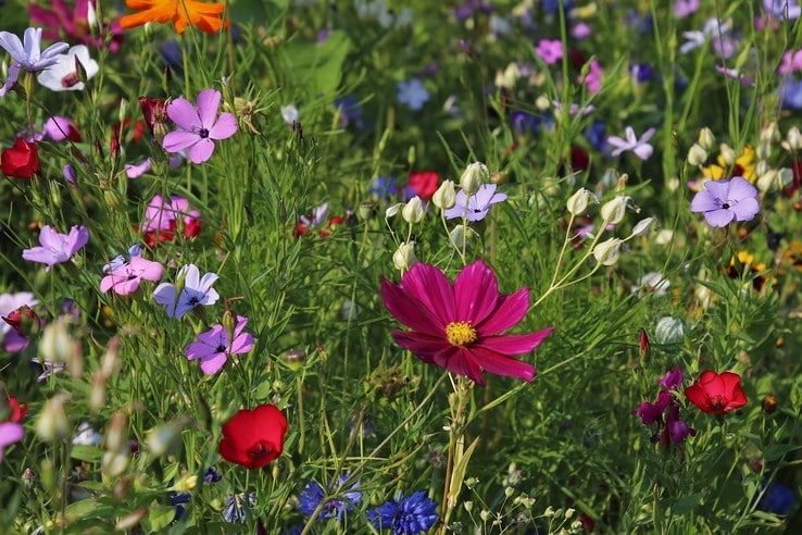Zwolse raad wil bloemenlint op platteland - Foto: Stockfoto