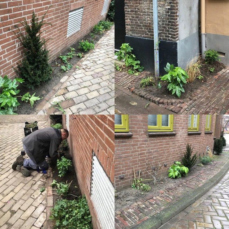 Gratis planten voor stoeptuinen in Zwolle - Foto: Gemeente Zwolle