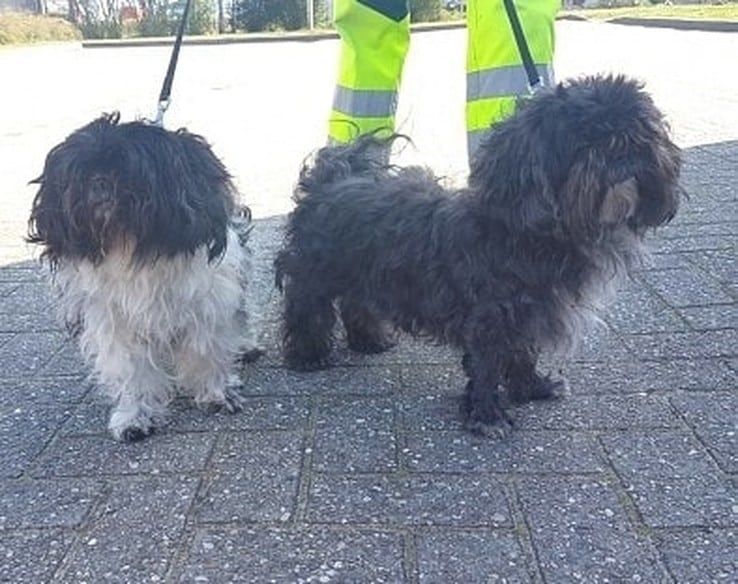 Wie kent de eigenaar van twee achtergelaten hondjes in Holtenbroek? - Foto: Dierenambulance Zwolle