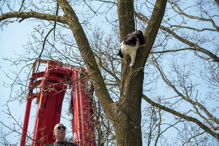 Kat in nauw houdt zich aan anderhalve meter - Foto: Peter Denekamp