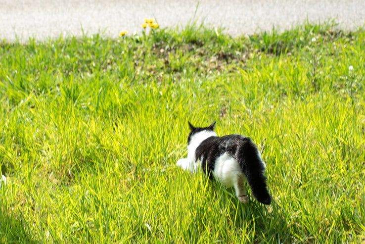 Kat in nauw houdt zich aan anderhalve meter - Foto: Peter Denekamp