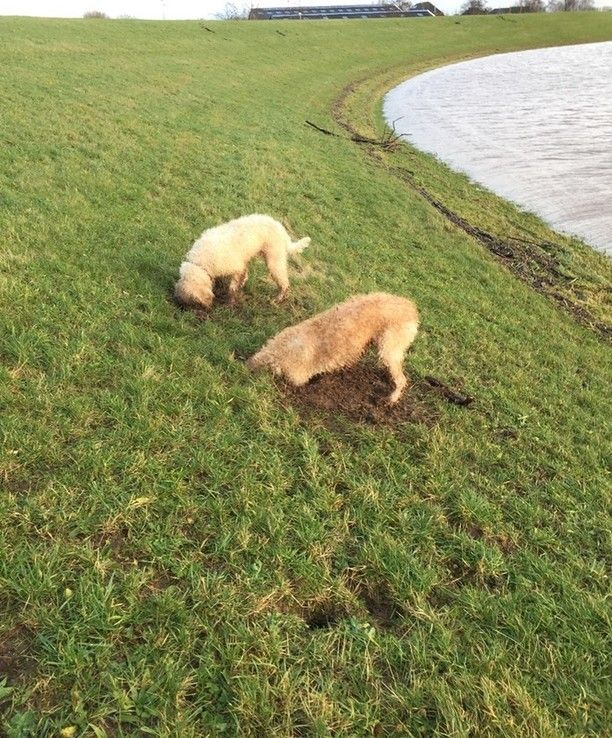 Schade aan dijken door honden blijft toenemen - Foto: Ingezonden foto