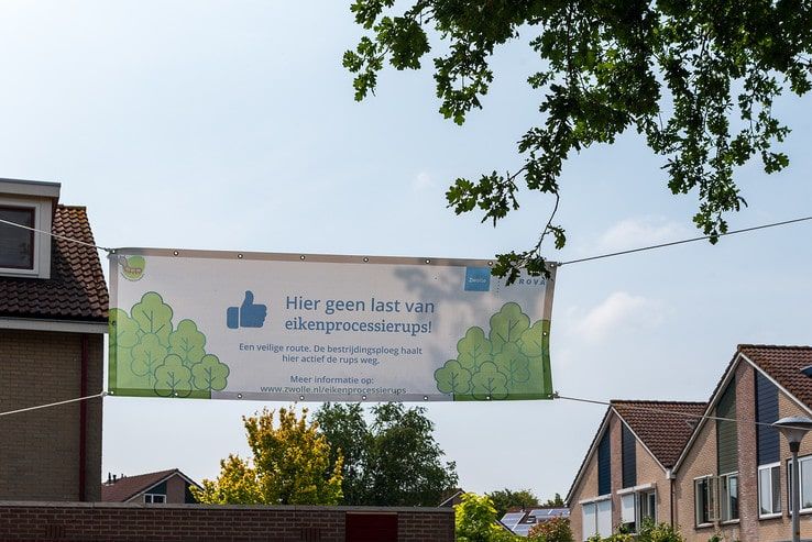Zwolle vecht keihard tegen eikenprocessierupsen: “Een strijd die we niet gaan winnen” - Foto: Peter Denekamp