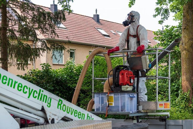 Bestrijdingsploegen beginnen met verwijderen eikenprocessierups in Zwolle - Foto: Peter Denekamp
