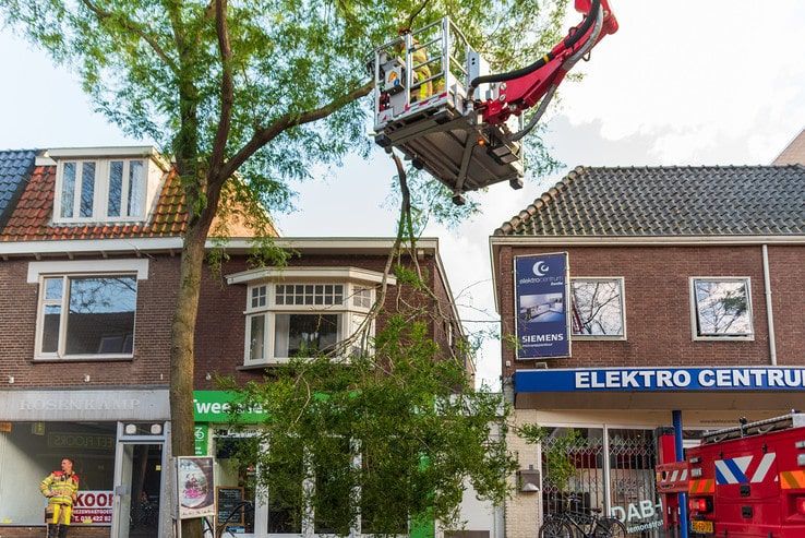 Brandweer zaagt gevaarlijke hangende tak weg in Diezerpoort - Foto: Peter Denekamp