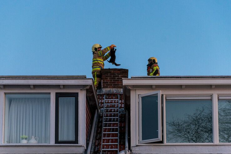 Brandweer redt kat uit schoorsteen in Pierik - Foto: Peter Denekamp