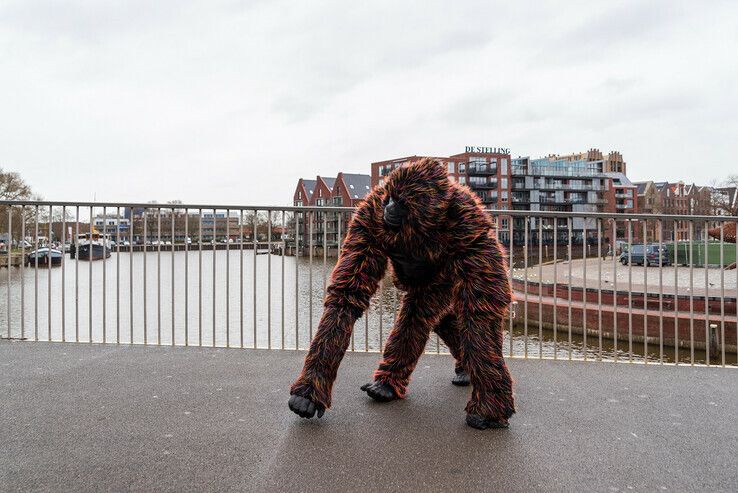 Gorilla zorgt voor verzetje in Zwolse binnenstad - Foto: Peter Denekamp