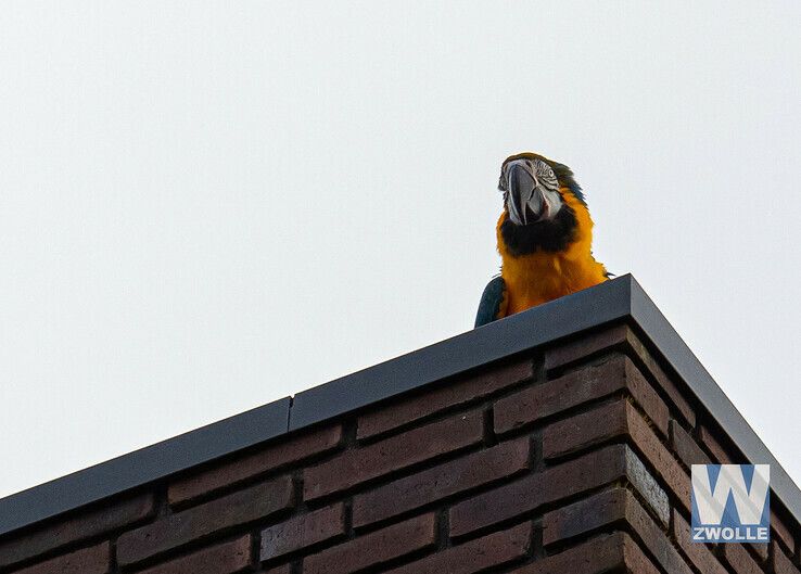 Ontsnapte papegaaien zorgen voor vermaak in de Wipstrik - Foto: Arjen van der Zee