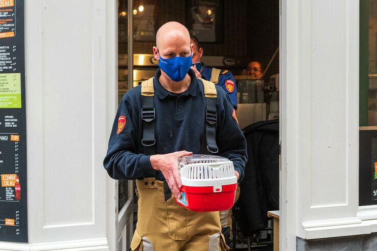 Brandweer bevrijdt duif uit net in Zwolse binnenstad - Foto: Peter Denekamp