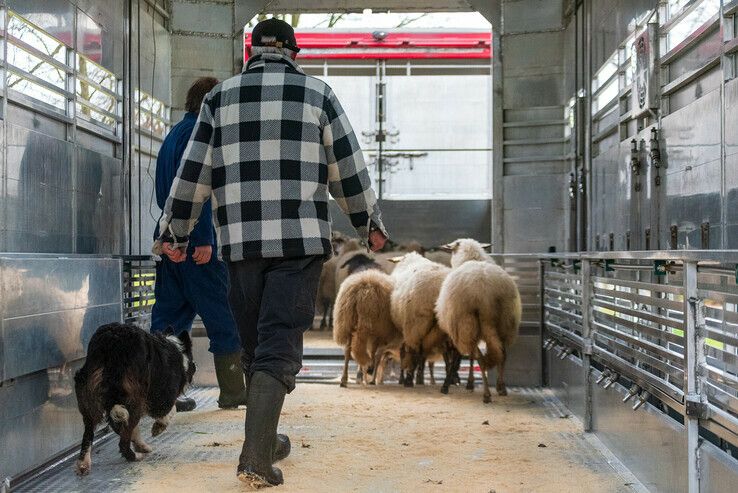 Zwolse kudde weigert om als makke schapen Zwolle te verlaten - Foto: Peter Denekamp