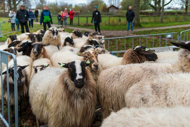 Zwolse kudde weigert om als makke schapen Zwolle te verlaten - Foto: Peter Denekamp