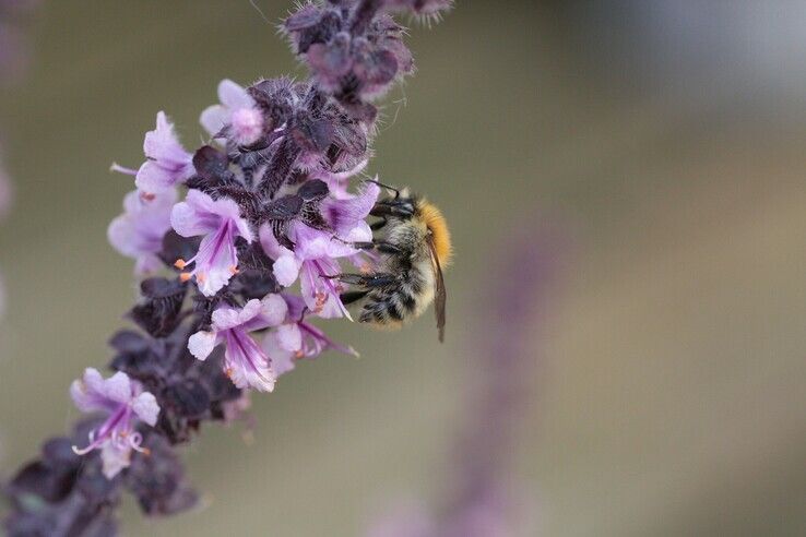  Bijen eten de nectar van bloemen - Foto: Natuur en Milieu Overijssel