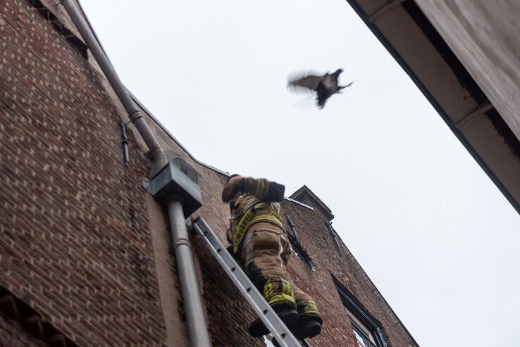 Brandweer redt duif in Zwolse binnenstad - Foto: Peter Denekamp