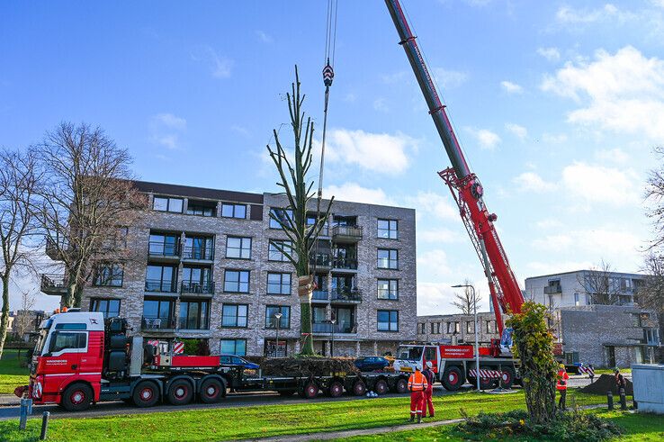 Waterschap verplant drie lindebomen langs Klooienberglaan en kapt er veertien - Foto: WDODelta