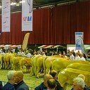 Veel mooie koeien in IJsselhallen tijdens Nationale Vleesvee Manifestatie