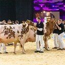 IJsselhallen strijdtoneel voor beste Holstein koe