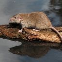 Bestrijden bruine ratten geen taak van waterschap