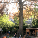 Oude rode beuk is mooiste tuinboom van Zwolle