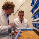 Over tien jaar eet heel Nederland eens per week Zwolse meelwormen